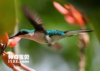 Chim ruồi tím冠