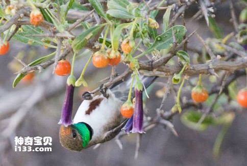 Sẻ đỉnh trắng bụng