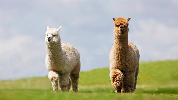 Cừu alpaca