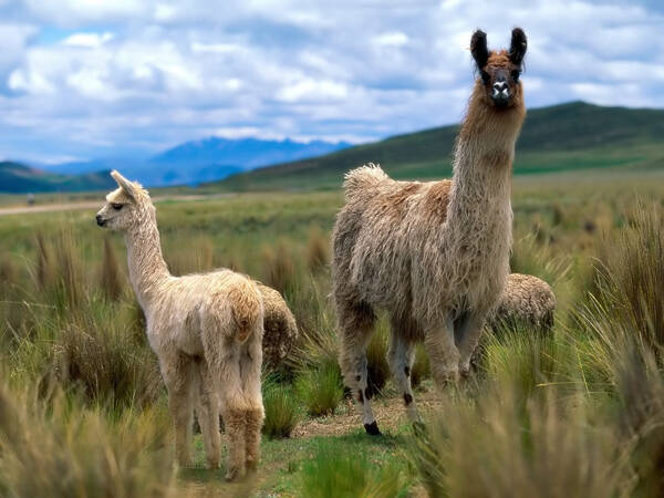 Cừu alpaca lớn