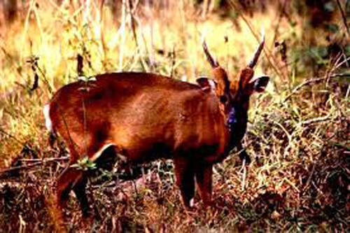 Rusa unicolor