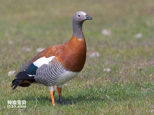 Ngỗng xám gáy