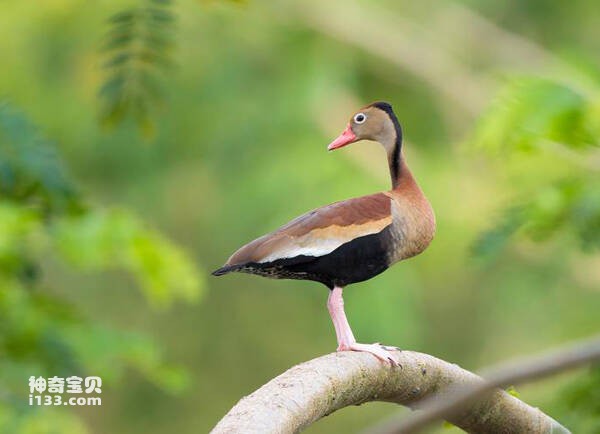 Vịt cây bụng đen