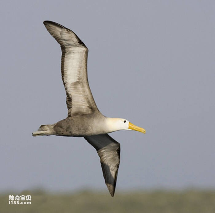 Chim hải âu Albatross ở Đảo Ja