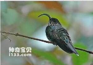 Chim ruồi mỏ cong đuôi vàng