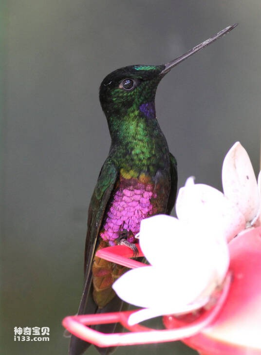 Hummingbird ngực xanh thấu kính