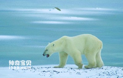 Tập tính sinh hoạt của gấu Bắc Cực