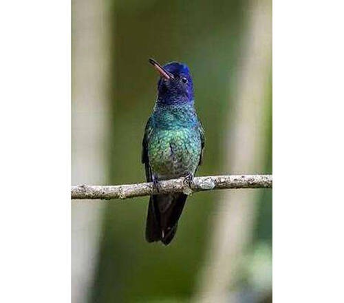 Hummingbird đầu xanh mỏ đỏ