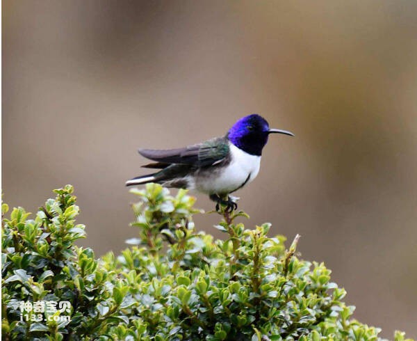 Hummingbird khăn tím