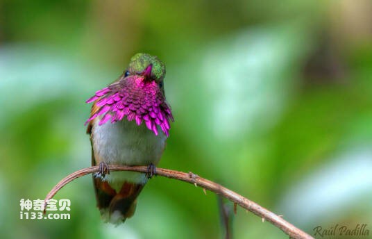 Hummingbird Mexico