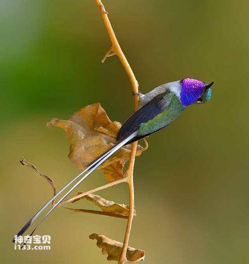 Chim ruồi đuôi mũi caça