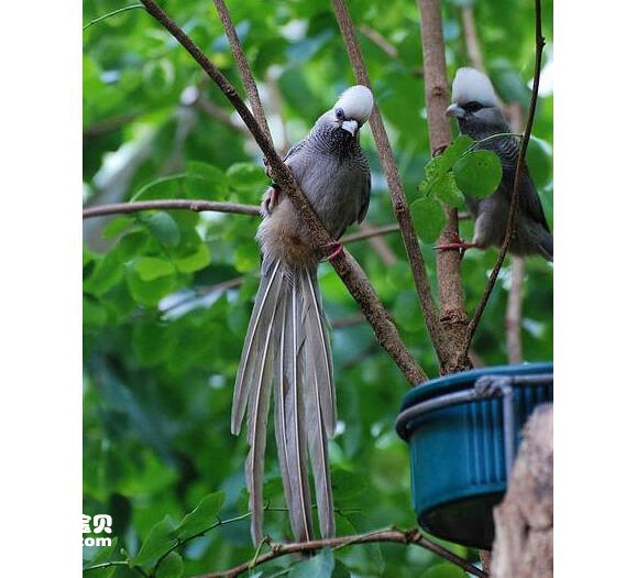 Chim chuột đầu trắng