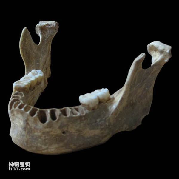 DNA cổ đại tiết lộ tổ tiên loài người đã từng giao phối với người Neanderthal