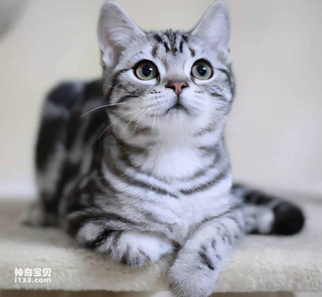 Điểm danh mười loại mèo phù hợp cho người mới bắt đầu nuôi.
