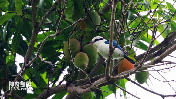 Đá ngọc bích Mark Island
