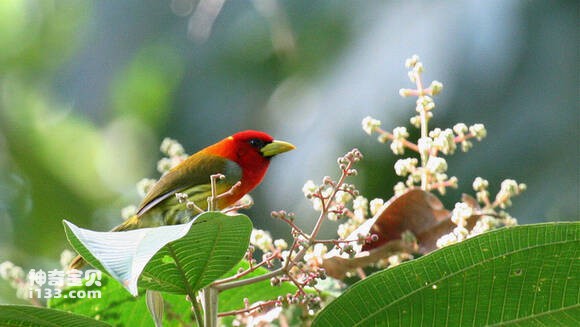 Khăn đỏ mô phỏng chim nước