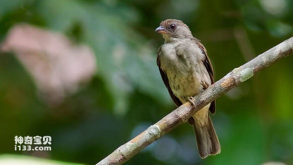 Cú mèo rừng Malaysia