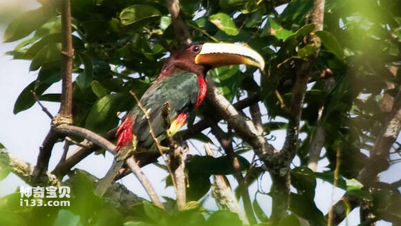 Chim mỏ quạ nâu lớn