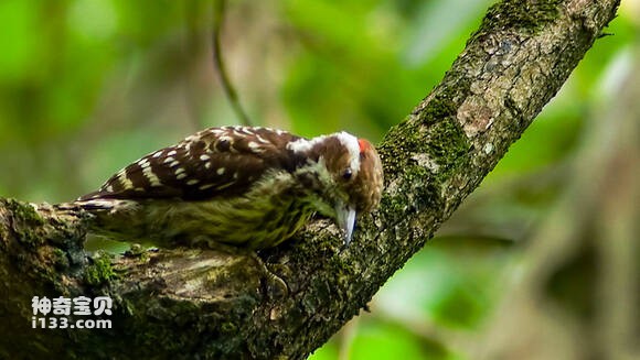 Gõ kiến Philippines
