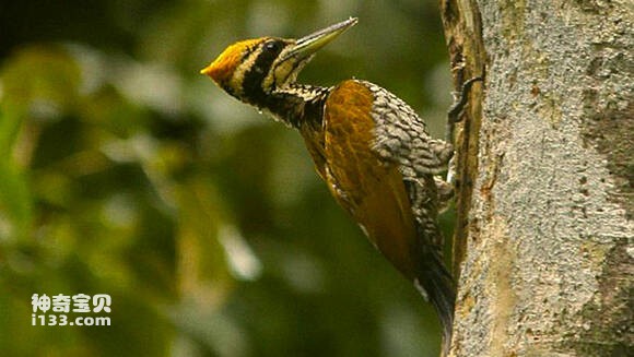 Gõ kiến lưng vàng Java