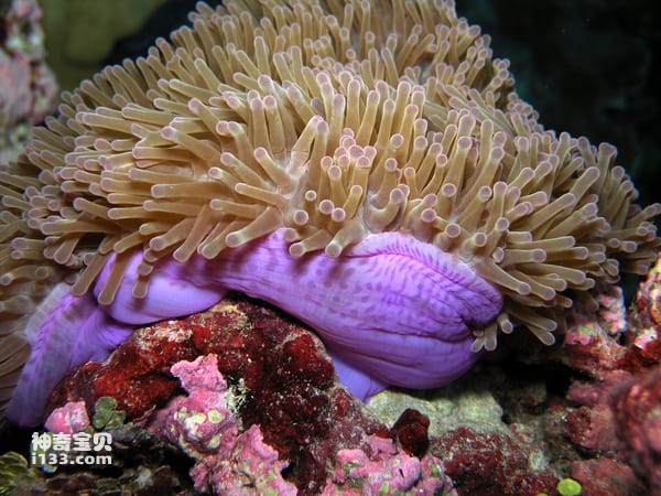 Mười loài anemone biển đẹp nhất thế giới
