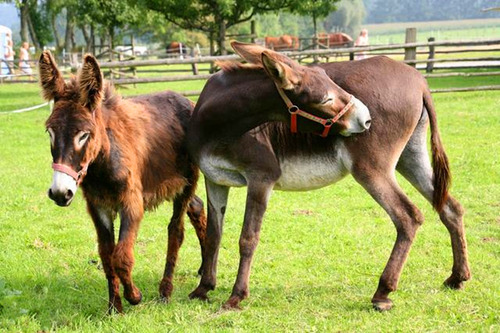 Lừa mules