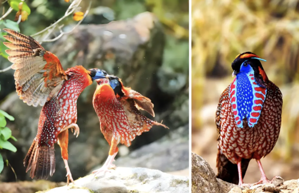 Giới thiệu toàn diện về Gà lôi bụng đỏ (Satyr Tragopan)
