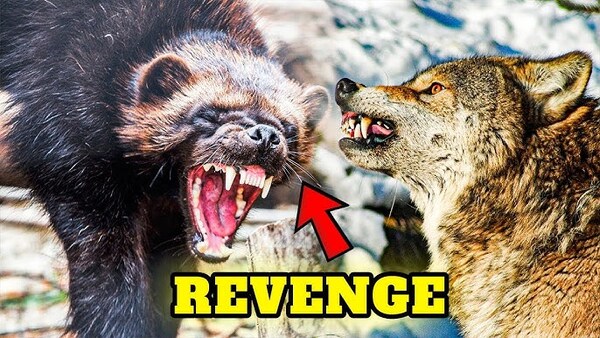 Đối đầu hoang dã: Gấu chó vs Gấu vs Sói, ai mới là vua thực sự?