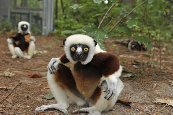 Khỉ đuôi dài (Eulemur coronatus) “Chế độ mẫu hệ” trong thế giới linh trưởng: Tình trạng bảo tồn loài nguy cấp và giá trị sinh thái