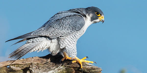 Falcon là động vật được bảo vệ ở cấp nào? Tìm hiểu về cấp độ bảo vệ của Falcon và ý nghĩa của việc bảo vệ chúng.