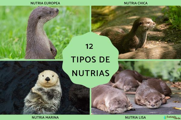 12 Loại Rái Cá: Phân Tích Toàn Diện Về Rái Cá Châu Âu, Rái Cá Khổng Lồ, Rái Cá Biển và Nhiều Loại Khác